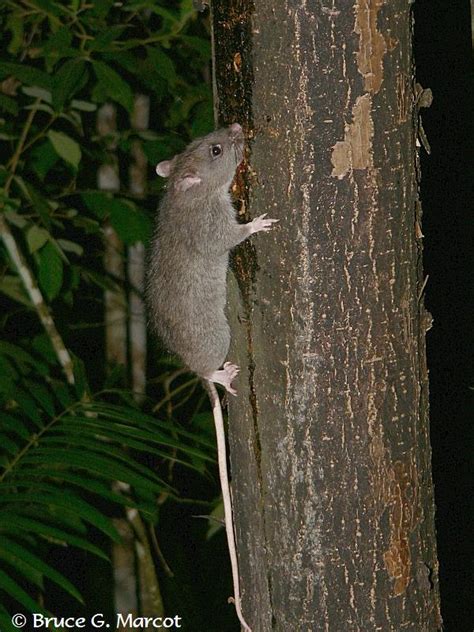 The Giant Rat of Australia