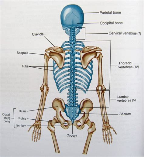 How Many Bones Make Up The Back Bone / Parts of the Chest Bones For ...