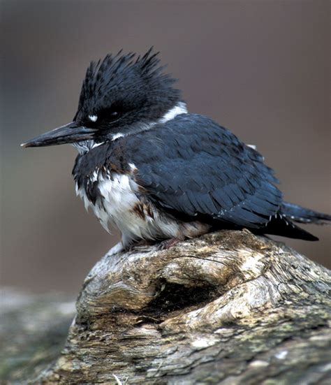 Kingfisher | Types, Habitat & Diet | Britannica