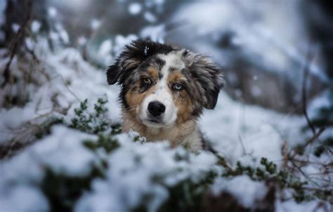 Winter Puppies Wallpapers - Wallpaper Cave