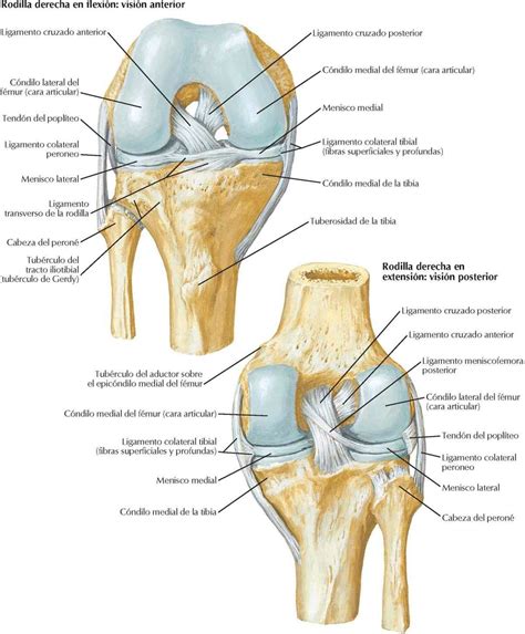 Rodilla | Enfermería