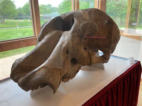 Photo: Mastodon Skull - Aurora Historical Society