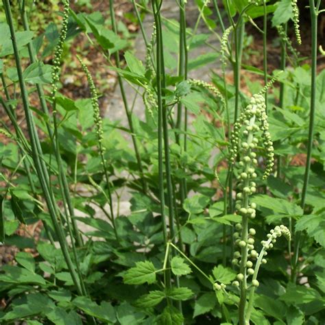 Black Cohosh Root c/s - BulkHerbsandSpice.Com