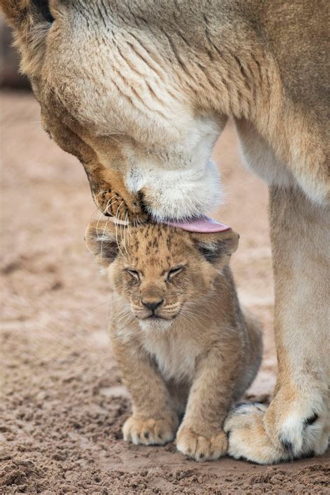 Seven African lion cubs born at West Midland Safari Park | Express & Star