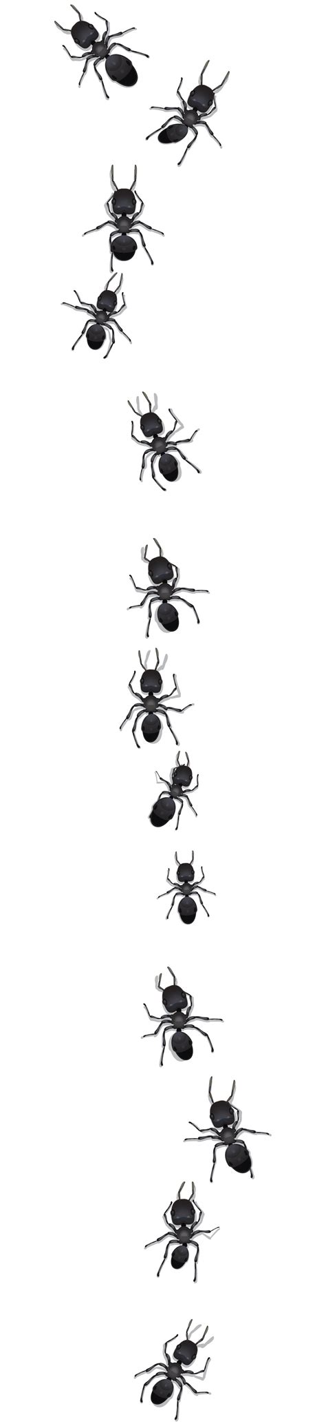 Image result for ant trail black and white | Ants, Black and white, Image