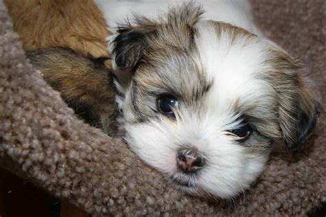 Maltese Shih Tzu: You need to meet this charming lapdog - K9 Web