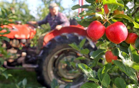 Fruit Farming: Tips On How To Ensure Healthy Tree Growth :: YardYum ...