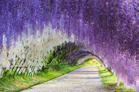 Wisteria Flower Tunnel, Japan | 83 Unreal Places You Thought Only ...