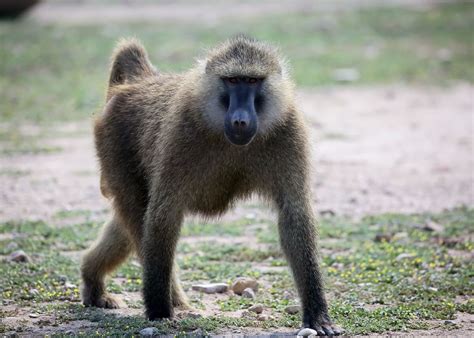 Coronavirus News: Baboons Help in Vaccine Search - Bloomberg