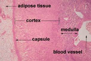 Histology-World! Histology Fact Sheet-Adrenal Gland