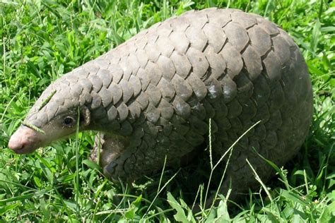 Chinese pangolin - Wikipedia