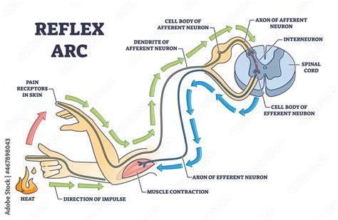 Simple Reflex Arc Diagram