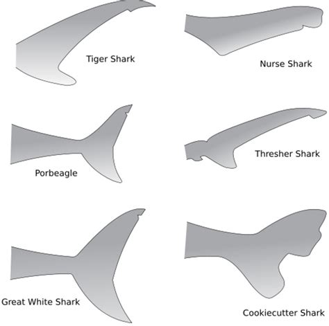 Information About Sharks And Their Anatomy Secrets - Shark Sider