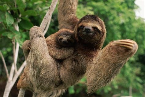 40 Adorable Sloth Pictures You Need in Your Life | Reader's Digest