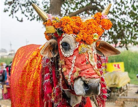 Pin on BULLS - COWS ( CATS / DOG AND COWS , INDIAN COW , BULL RIDING ...