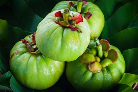 Garcinia Cambogia - everything you need to know about this popular fruit