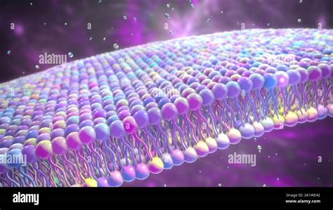 Cell membrane lipid bilayer, illustration Stock Photo - Alamy