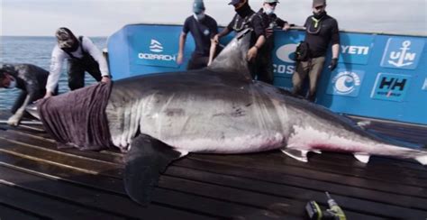 Biggest ever great white shark weighing TWO TONS found off the coast of ...