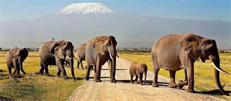 Map of Amboseli National Park | Kenya Safaris Tours