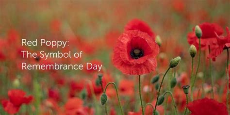 Red Poppy: The Symbol of Remembrance Day - YMCA Newcomer Information Centre