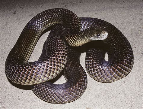 A specimen of the mulga snake, Pseudechis australis. | Download ...