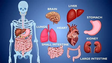 Learn Human Body Parts / Human Body Organs / Animation / Human Organs ...