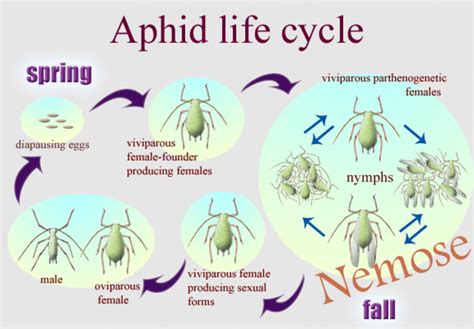 Aphid Life Cycle