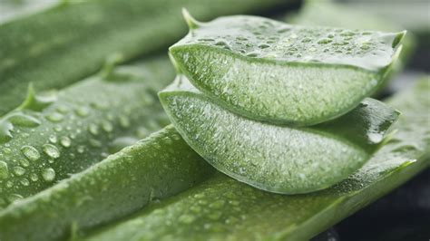 Aloe Vera Plant Care: What You Absolutely Need to Know!