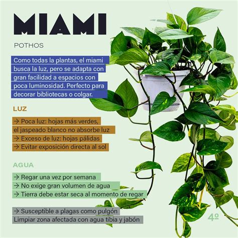 Miami - CUARTOPLANO