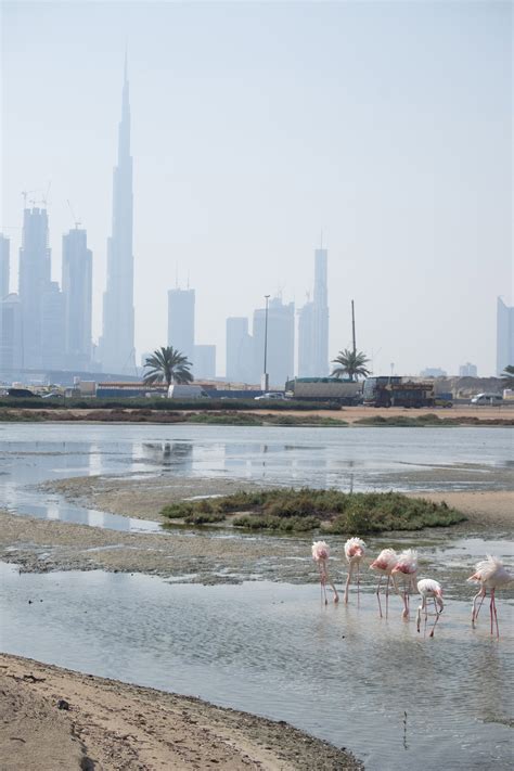 How to see wild flamingos in Dubai - Helen on her Holidays