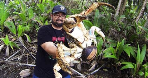 Coconut Crab: The Massive Bird-Eating Crustacean Of The Indo-Pacific