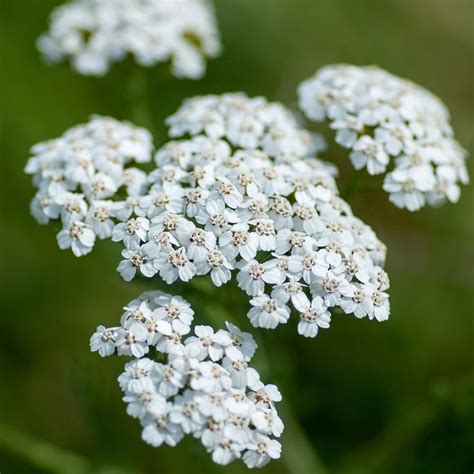 Buy common yarrow Achillea millefolium