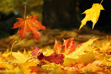 3 Things to Do With an Abundance of Autumn Leaves | Century 21®