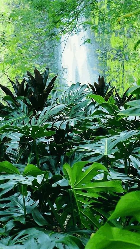 Earth Jungle Wallpaper Id 686798 Mobile Abyss - Tropical Forest ...