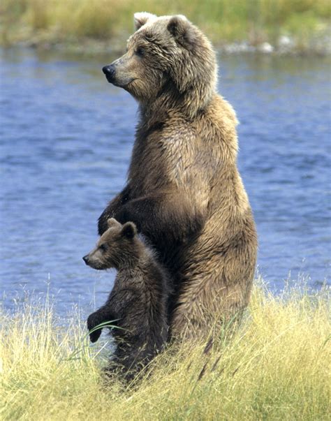 Mother Grizzly and Cub - Dennis Glennon