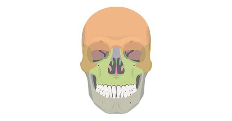 Anterior Skull Bones Quiz | GetBodySmart