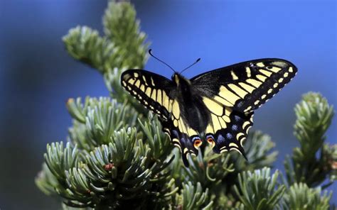 Anise Swallowtail Butterfly: Identification, Life Cycle, and Behavior ...