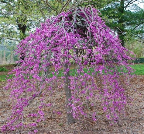 Cercis canadensis Ruby Falls - Weeping Redbud Judus Tree - 175-200cm