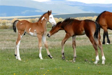 All About Baby Horses (Gestation, Terms, Fun Facts) - Horse Rookie