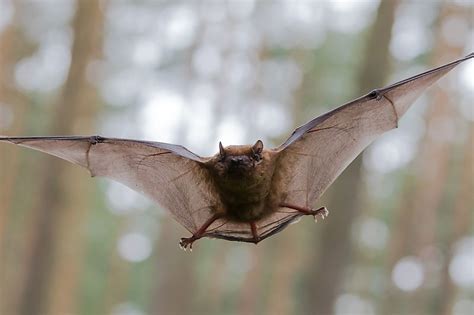 Where Do Bats Live? - WorldAtlas