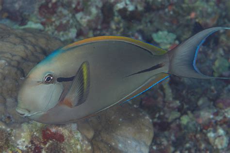 Acanthurus nigricauda