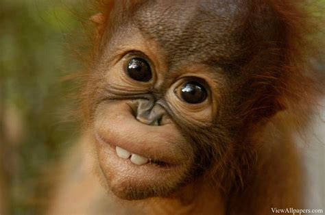 Baby Orangutan Wallpapers - Top Free Baby Orangutan Backgrounds ...