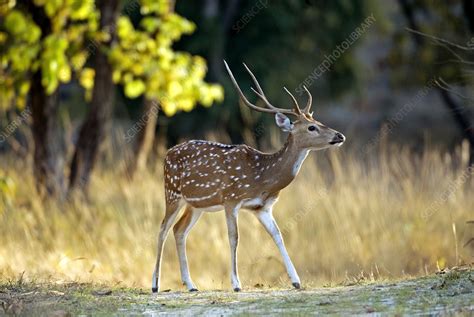 Male chital deer - Stock Image - Z952/0240 - Science Photo Library