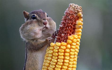 89 Photos Of Animals Eating That’ll Make You Smile | Bored Panda