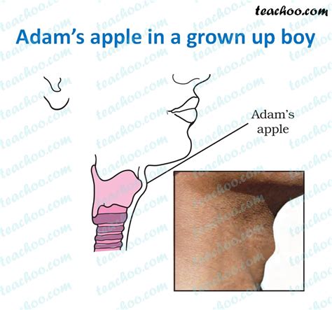 Adams Apple Diagram