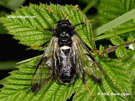 Identification of Sawfly caterpillars on garden plants, shrubs, trees ...