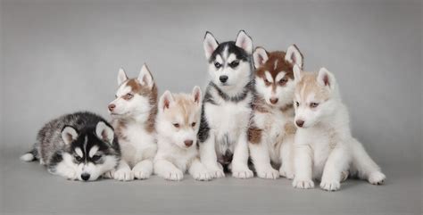 Miniature Husky: Facts, Size, Price, Comparison & More - Marvelous Dogs