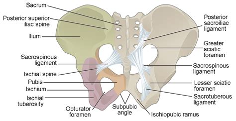 The Pelvic Girdle and Pelvis | Anatomy and Physiology I