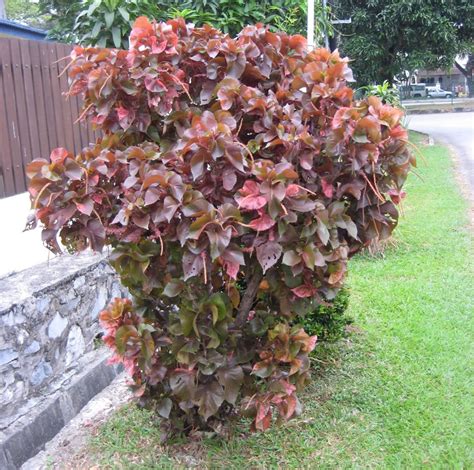 Plants & Flowers » Acalypha marginata