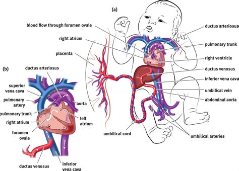 How Does Fetal Circulation Work - Image to u